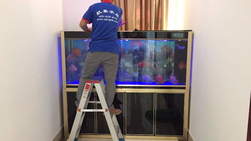 深圳罗湖区鱼缸护理与宠物相关服务指南 从专业护理到安心搬家